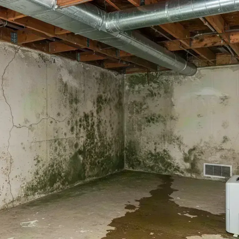 Professional Mold Removal in Pontiac, IL